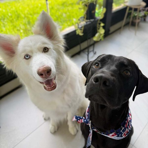 Asher and Mila Office Dogs